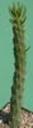 t_003%20Austrocylindropuntia%20subulata%20M1030PICT2744