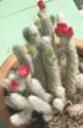 t_005%20Austrocylindropuntia%20vestita%20M0043PICT1081