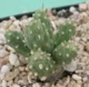 t_009%20Cumulopuntia%20boliviana%20(Tephrocactus%20bolivianus)%20M0989PICT3032