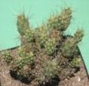 t_010%20Cumulopuntia%20pentlandii%20(Tephrocactus%20pentlandii)%20M0995PICT2793