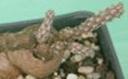 t_111%20Pterocatus%20luteinermis%20M0747PICT2324-1