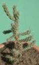t_016%20Cylindropuntia%20imbricata%20M0830PICT2737M0830