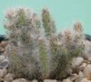 t_021%20Cylindropuntia%20spinosior%20fma%20monstruosa%20M0930PICT3008