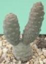 t_118%20Tephrocactus%20articulatus%20v%20inermis%20M1000PICT3047