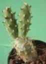t_121%20Tephrocactus%20hirus%20M1165PICT3923