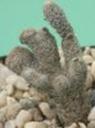 t_037%20Maihueniopsis%20clavarioides%20M1033PICT3044-1