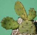 t_050%20Opuntia%20compressa%20=%20Opuntia%20compressa%20M0734PICT2939