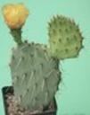 t_067%20Opuntia%20lindheimeri%20fl%20jaunes%20=%20O%20engelmannii%20v%20lindheimeri%20M0955PICT2486
