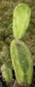 t_041%20Nopalea%20sp%20variegata%20M1007PICT3094