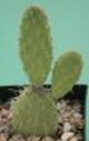 t_112%20Tacinga%20(Opuntia%20catingicola)%20=%20Tacinga%20palmadora%20M0929PICT3000